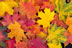 FallLeaves2